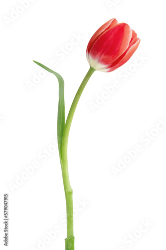 Tulip isolated on transparent background. Fresh red pink tulip, mother day gift. PNG, 