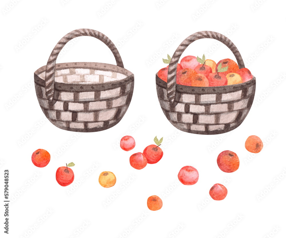 A set of watercolor illustrations. An empty basket and a basket with red ripe apples on a white background. Harvesting in the garden.