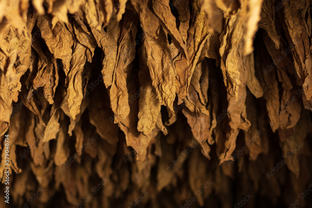Tobacco leaves drying in the shed and quality control of tobacco leaf