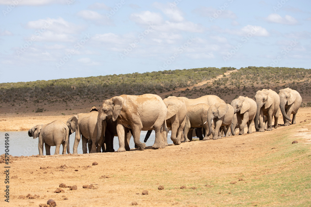herd of elephants herd of elephants