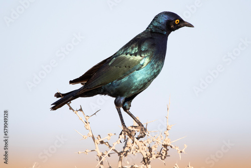 Foto Greater blue-eared starling