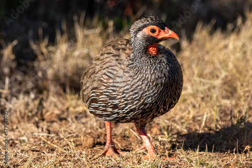 pheasant in the grass