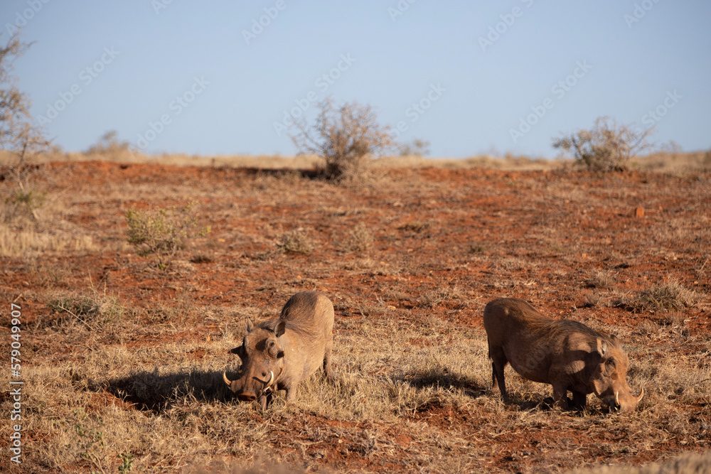Fototapeta premium warthog in the wild