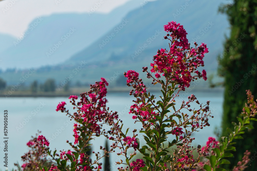 Foto de Ein Strauch mit roten Blüten mit dem Kalterer See im
