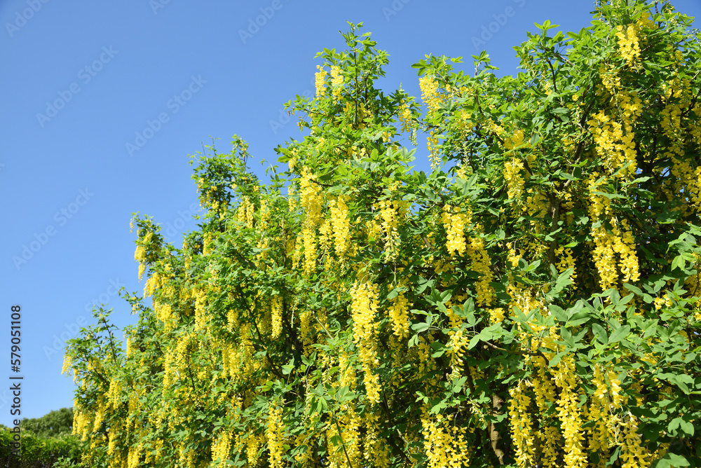 Yellow colored wisteria, Ashikaga, Tochigi, Japan Yellow colored wisteria, Ashikaga, Tochigi, Japan
