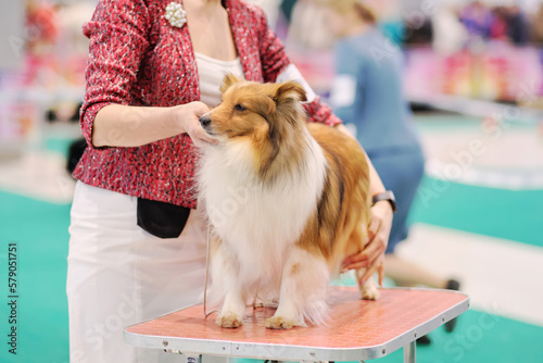 Handler puts a collie dog in a rack on a grooming table at a dog show