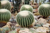 Echinocactus grusonii, the golden barrel cactus, golden ball or mother-in-law's cushion, is a well known species of cactus.Thorn of Golden barrel cactuses.desert tree