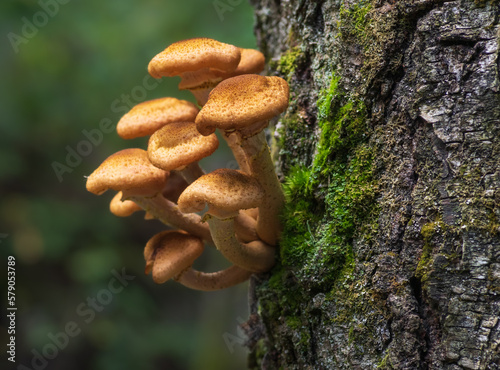 Closeup of Honey fungus (Armillaria mellea) mushrooms growing on the grey tree trunk