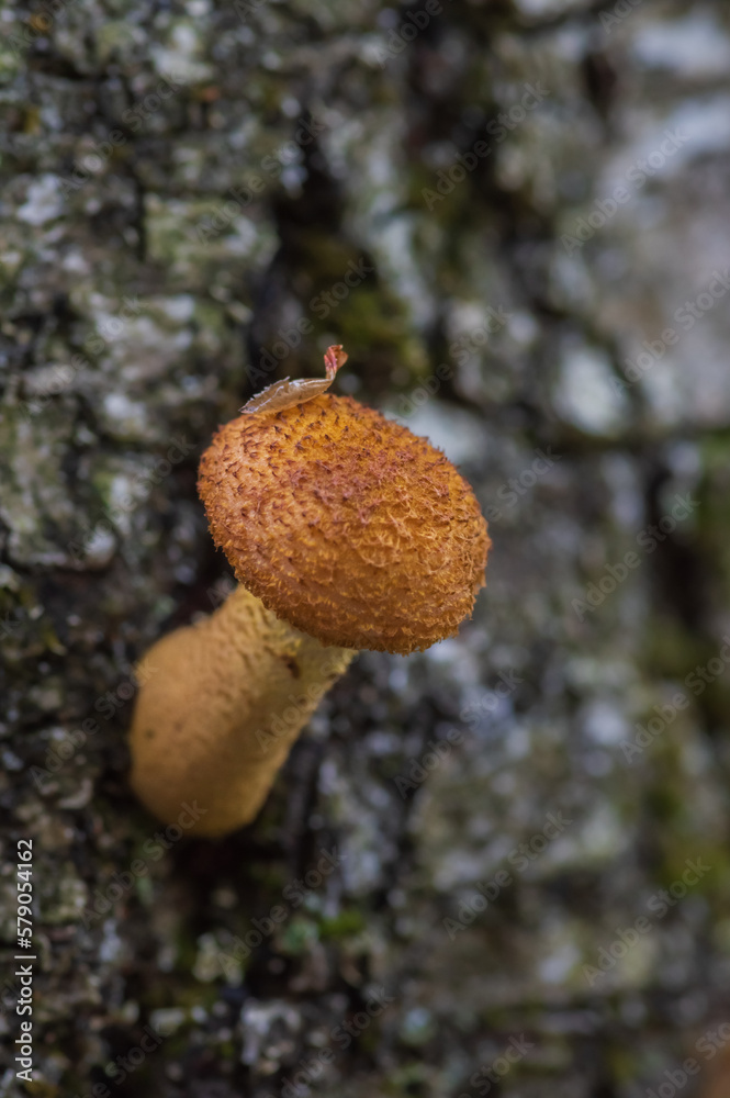 Φωτογραφία Closeup of Honey fungus (Armillaria mellea) mushrooms growing on the grey tree t