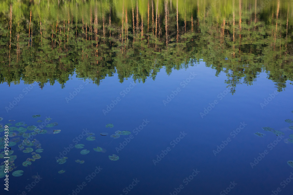 Reflection of pine tree forest in the blue lake on sunny summer day. Water lily leaves on the water surface
Reflection of pine tree forest in the blue lake on sunny summer day. Water lily leaves on the water surface