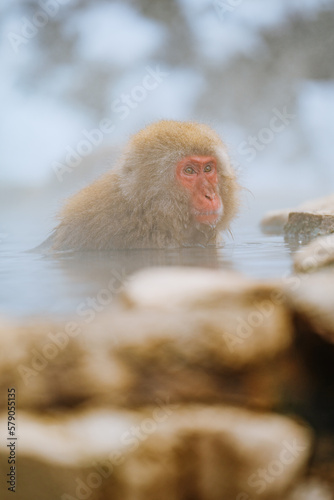Fototapeta Naklejka Na Ścianę i Meble -  Snow Monkey in winter 2023, Japan