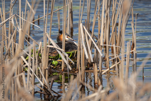 The great crested grebe  Podiceps cristatus  sitting on eggs in the nest among dry reeds on the lake shore in spring