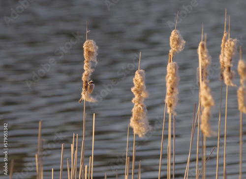 The Eurasian penduline tit or European penduline tit (Remiz pendulinus) feeding on the old cattails on lake shore photo