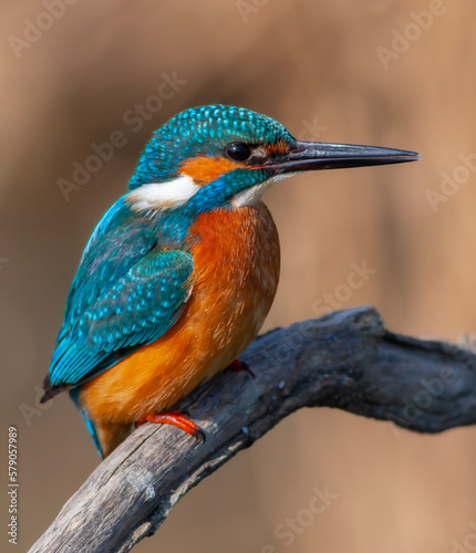 colorful bird spying on its prey on dry branch,Common Kingfisher, Alcedo atthis