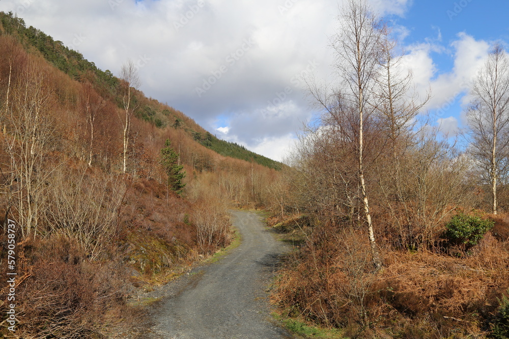 A picturesque winter woodland path in the Dulas Valley, Gwynedd, Wales, UK.