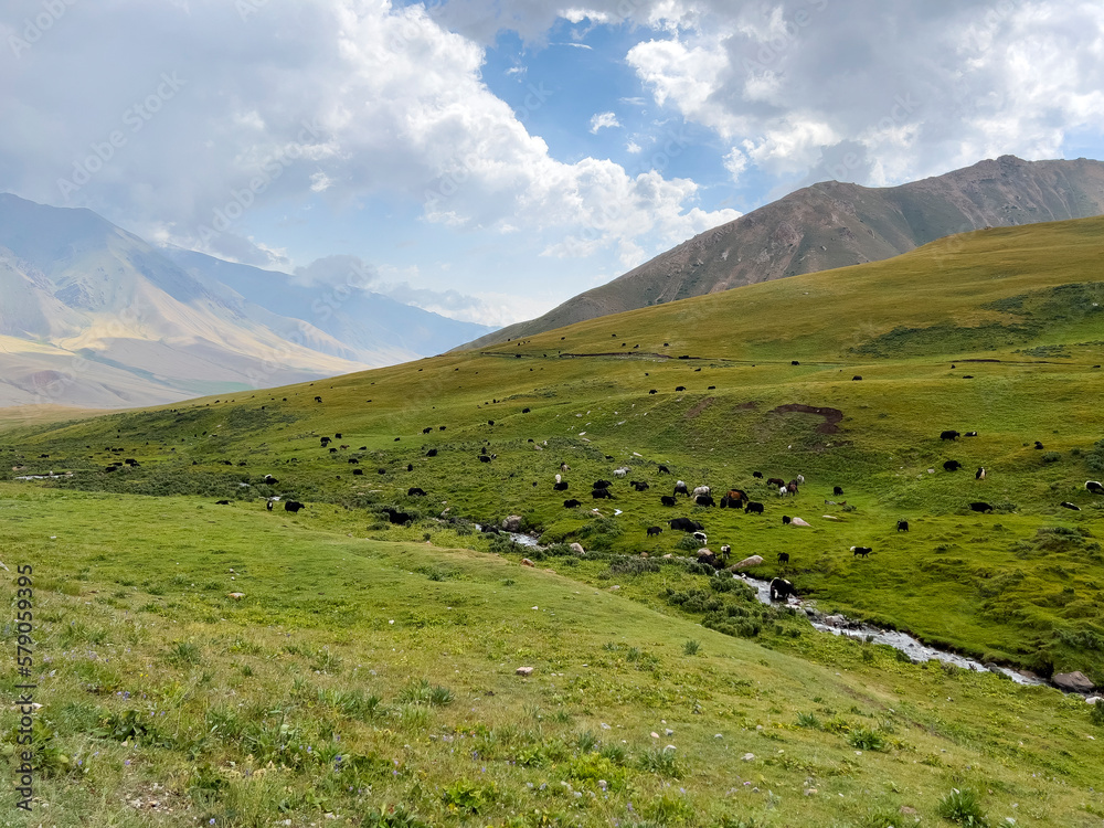Herd of yaks on the beautiful meadow.