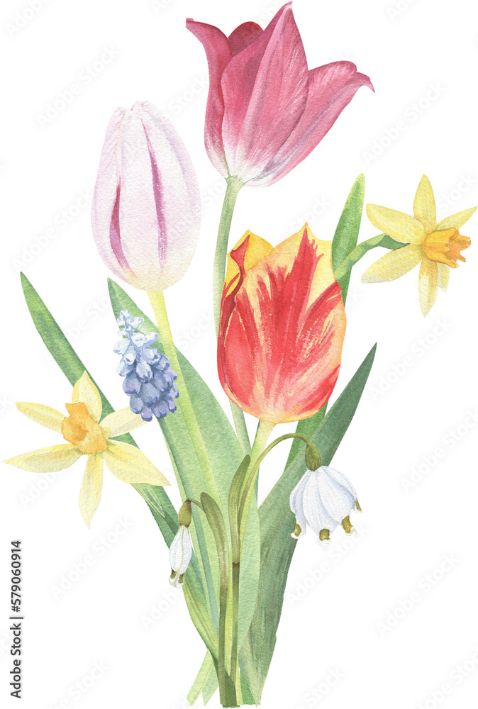 bouquet of tulips isolated on white bouquet of tulips isolated on white