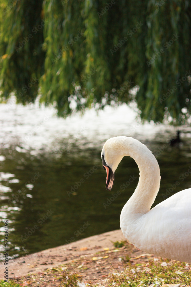 Duck by the lake in London England Duck by the lake in London England