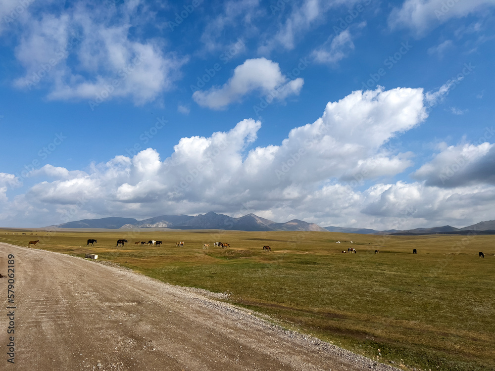 Obraz premium The horses in the meadow by the road.