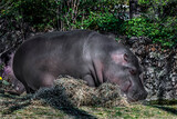 Hippopotamus eats hay. Latin name - Hippopotamus amphibius	