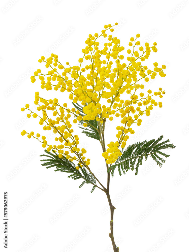 cut branch of fresh flowering mimosa, yellow acacia, isolated
