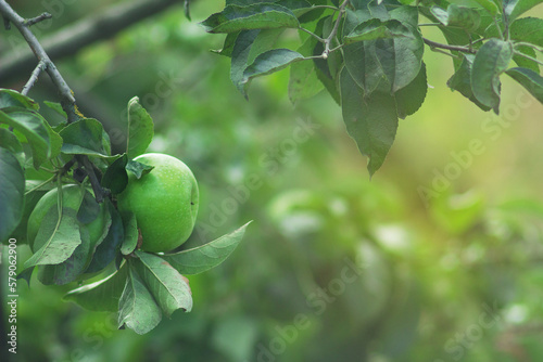 Golden Delicious Apple. Fresh green juicy apple are hanging on a branch of fruit tree on a blurred background on a sunny day.