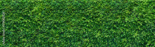 Green grass wall , green leaf texture, natural green backdrop, fresh green leaves background. small leaved green shrub,  leaf wall environmentally friendly.