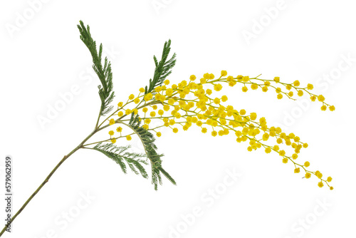 cut branch of fresh flowering mimosa, yellow acacia, isolated photo