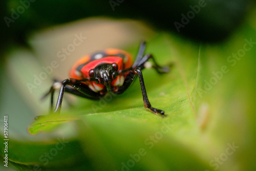 Macro Photo of Harlequin Bug Looking at Camera photo