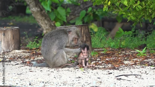 Long tail monkey activity in Baluran Banyuwangi National Park, wild monkey photo