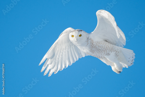 Snowy owl in flight against a blue sky, Quebec, Canada photo
