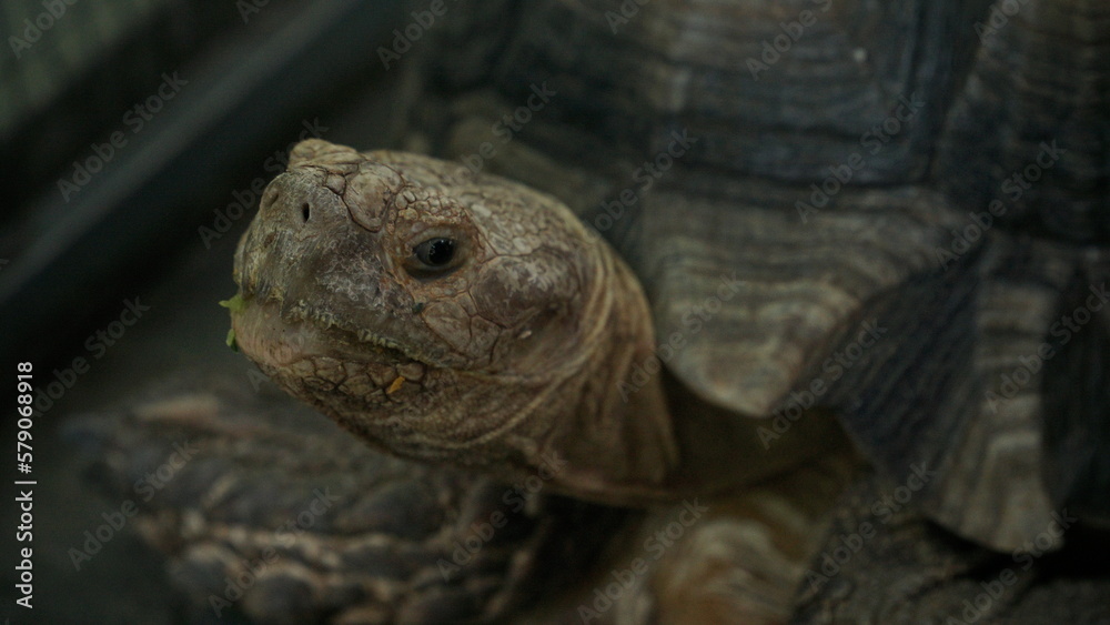 Close up photo of galapagos tortoise. Shot on head - Chelonoidis nigra Close up photo of galapagos tortoise. Shot on head - Chelonoidis nigra