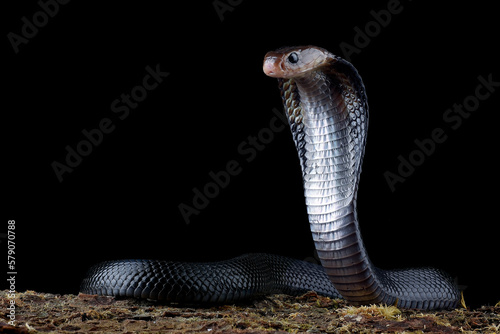 Close-up of a Javanese spitting cobra ready to strike, Indonesia photo