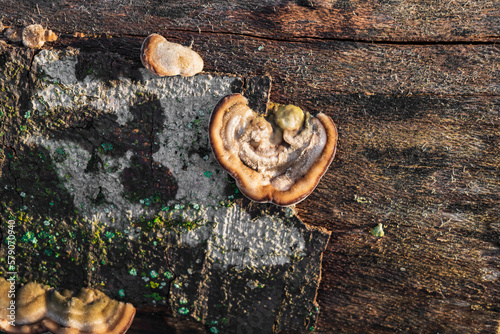 fungus on a tree trunk. tree trunk background with fungus. mushroom grows on a tree