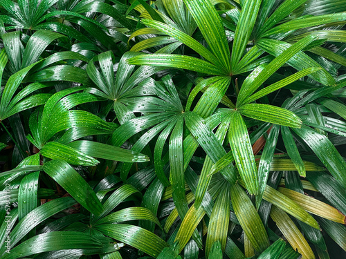 Close-up of rain on a green plant, Indonesia photo