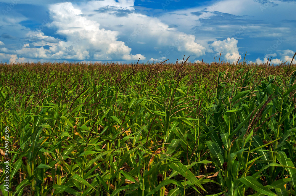 Obraz premium corn field under blue sky with white clouds