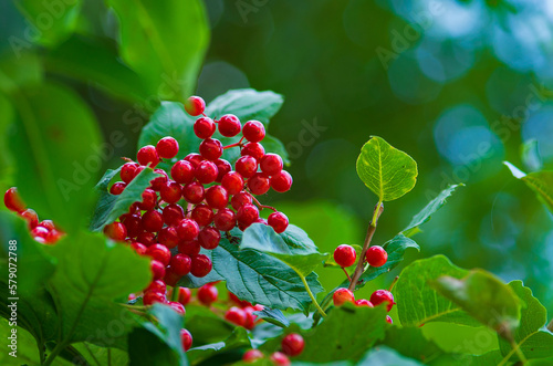 bunch of bright red viburnum berries on a blurred green background