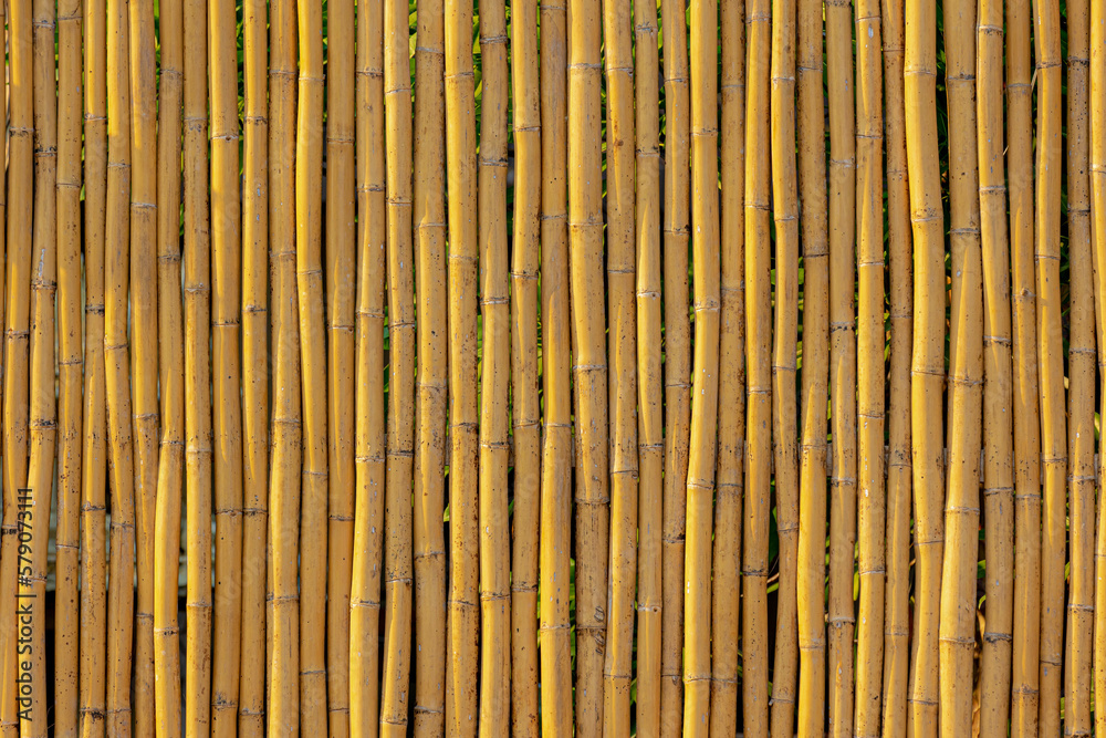 Golden yellow brown dry bamboo fence background, Bamboos are a diverse group of evergreen perennial flowering plants in the subfamily Bambusoideae of the grass family Poaceae, Nature pattern texture. Golden yellow brown dry bamboo fence background, Bamboos are a diverse group of evergreen perennial flowering plants in the subfamily Bambusoideae of the grass family Poaceae, Nature pattern texture.
