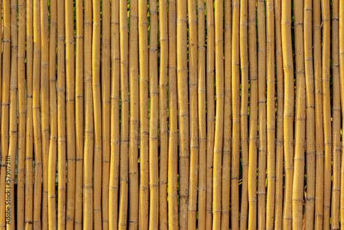Fototapeta Golden yellow brown dry bamboo fence background, Bamboos are a diverse group of evergreen perennial flowering plants in the subfamily Bambusoideae of the grass family Poaceae, Nature pattern texture