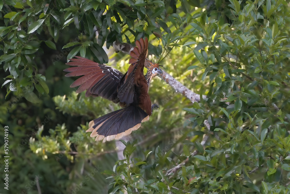 Hoatzin or Andean Coot (Opisthocomus hoazin) in flight, Manu National Park cloud forest, Peru