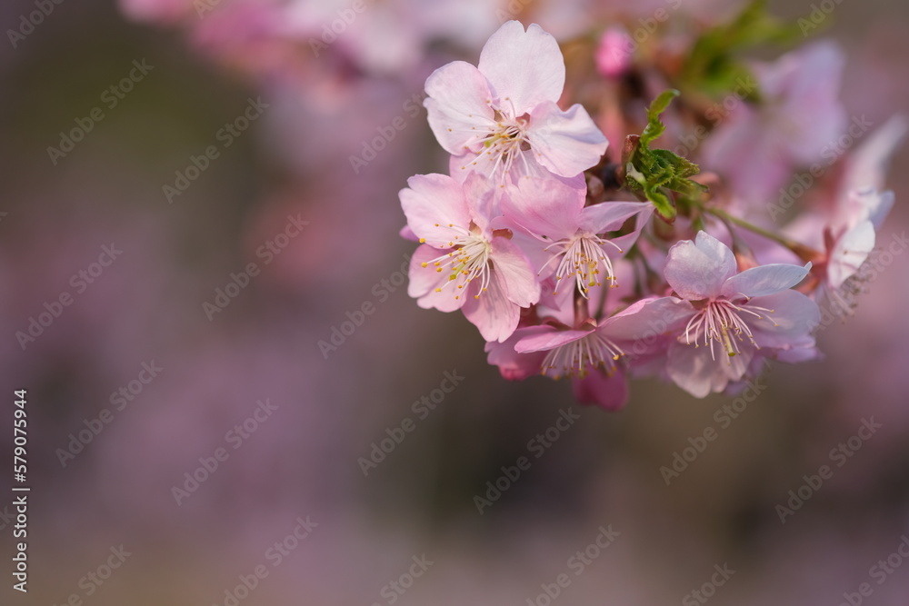 夕陽に染まる河津桜