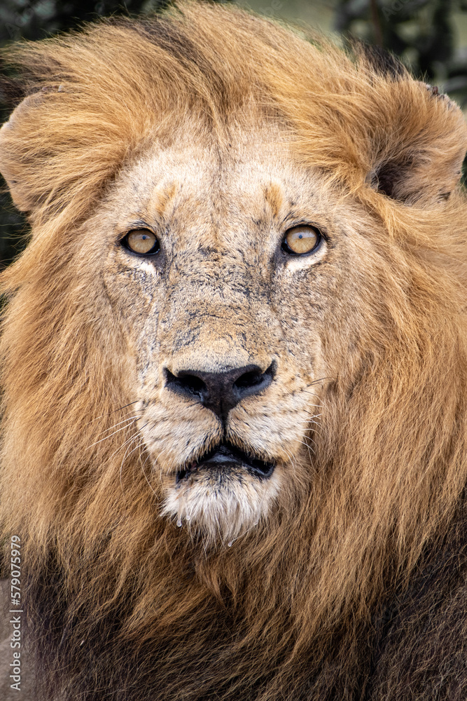 Vertical portrait of a majestic lion with a brown mane looking at the camera Vertical portrait of a majestic lion with a brown mane looking at the camera