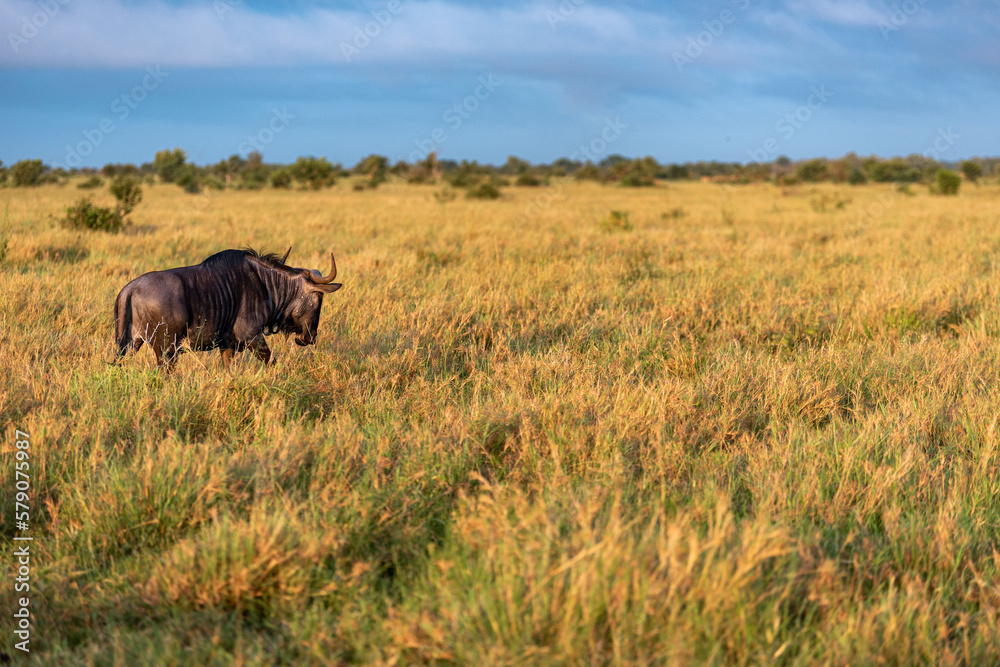 Scenic shot of a golden field and a wildebeest with horns walking in it Scenic shot of a golden field and a wildebeest with horns walking in it