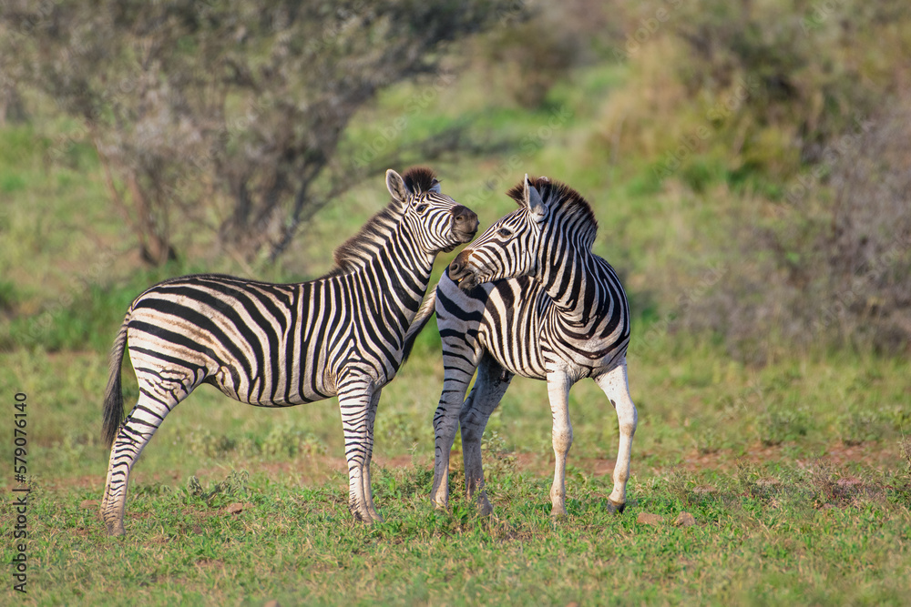 Beautiful shot of zebras in a field during the day Beautiful shot of zebras in a field during the day