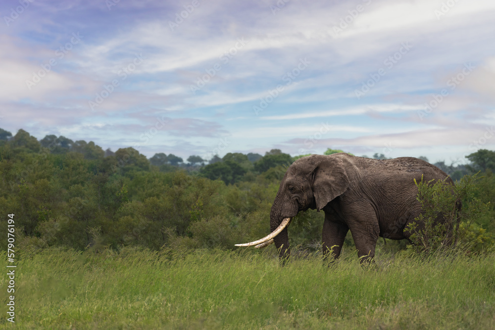 Beautiful shot of a tusker Elephant in a green field during the day