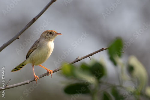 Closeup shot of a Rattling Cisticola on a branch with a blurred background