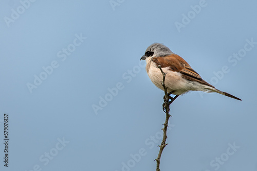 Closeup shot of a red-backed shrike on a tree under the clear sky