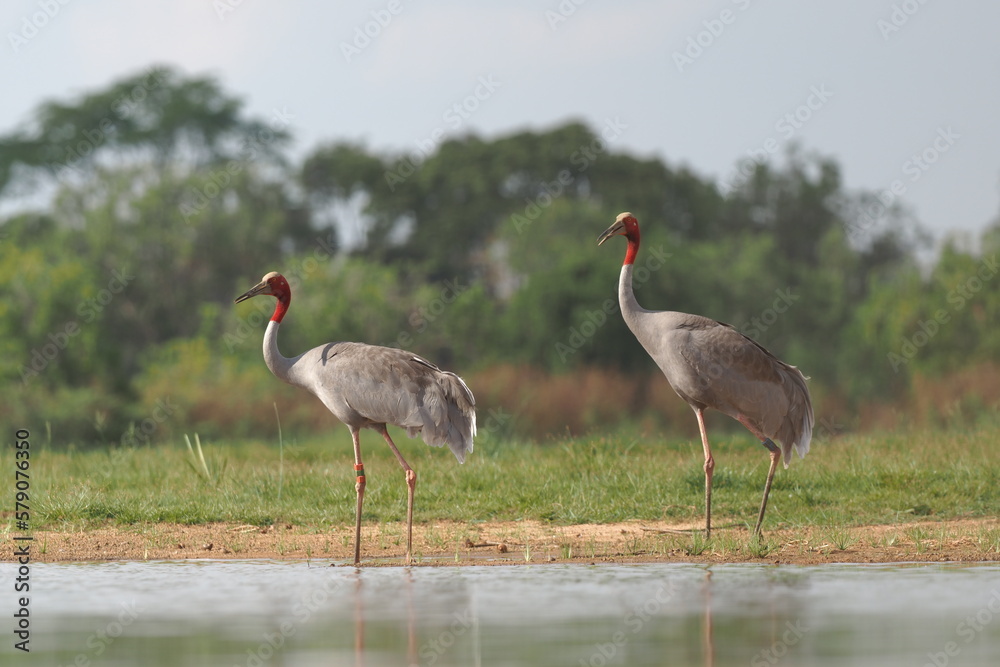 Fototapeta premium Eastern Sarus Crane (Grus antigone) which extinct in the wild in the 1980s in nature at Huay Jorrakaemak Reservoir Non-Hunting Area,Burirum,Thailand
