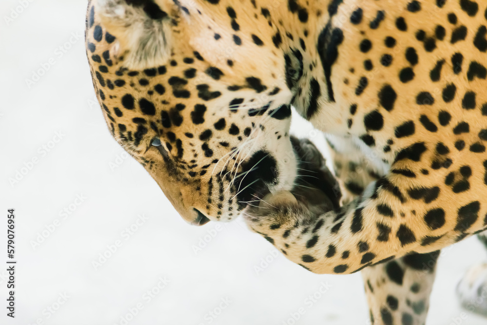 Naklejka premium Leopard pantera padus kotiya in the rock