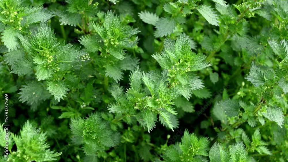 closeup of fresh stinging nettles, natural daylight closeup of fresh stinging nettles, natural daylight